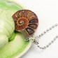 2017 Hot New Natural Healing Ammonite  Madagascar Gem Stone Pendant Necklace For Women And Men Conch Chrysanthemum Jewelry